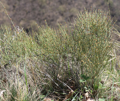 Ephedra procera