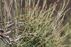 Ephedra procera