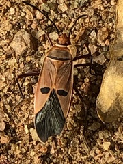 Dysdercus superstitiosus