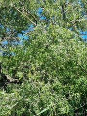Salix mucronata