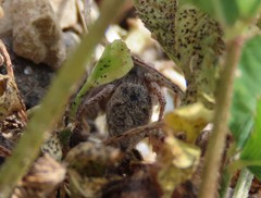 Habronattus captiosus