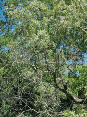 Salix mucronata