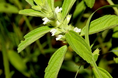 Leucas glabrata