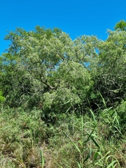 Salix mucronata