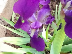 Iris × germanica