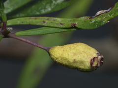 Myrceugenia lanceolata