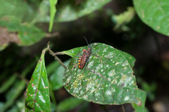 Spartocera pantomima