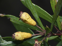 Myrceugenia lanceolata