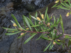 Myrceugenia lanceolata