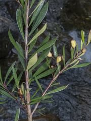 Myrceugenia lanceolata