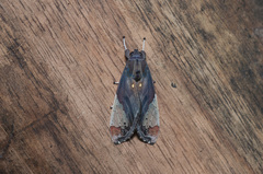 Bertholdia flavidorsata