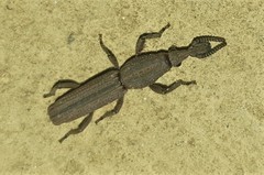 Rhinopteryx