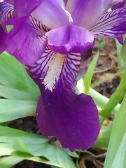 Iris × germanica
