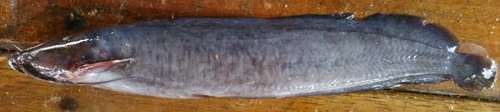 Smoothhead catfish (Clarias ebriensis) — Clariidae
