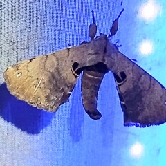 Apatelodes torrefacta