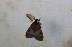 Dysschema marginalis