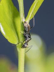 Camponotus chilensis