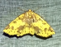 Periclina merana