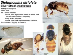Siphunculina