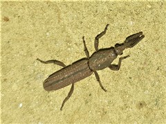 Rhinopteryx