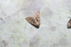 Herminodes tessellata