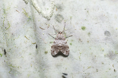 Eucereon chloraenoma