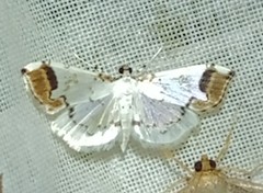 Pycnarmon leucinodalis