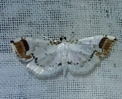 Pycnarmon leucinodalis