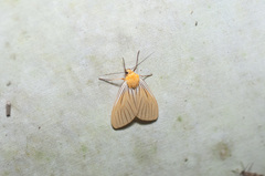 Pseudischnocampa nervosa