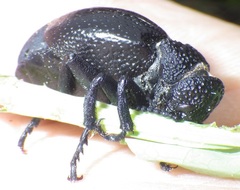 Meloe tuccius