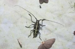 Taeniotes similis