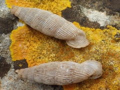 Muticaria macrostoma