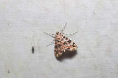 Conchylodes bryophilalis