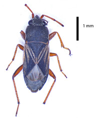 Malezonotus