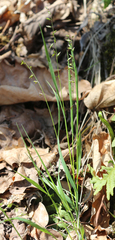 Melica picta