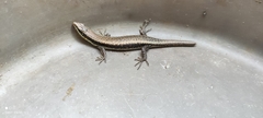 Trachylepis maculilabris