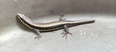 Trachylepis maculilabris