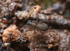 Trabea paradoxa