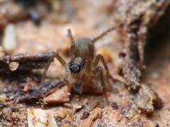 Trabea paradoxa