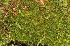 Paraleucobryum longifolium