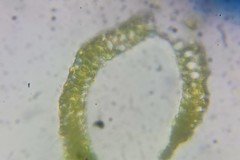 Paraleucobryum longifolium