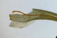 Paraleucobryum longifolium