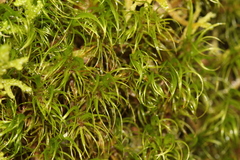 Paraleucobryum longifolium
