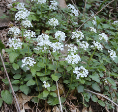 Pachyphragma macrophyllum