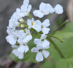 Pachyphragma macrophyllum
