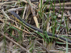 Thamnophis butleri