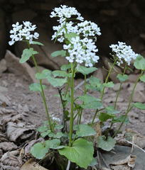 Pachyphragma macrophyllum