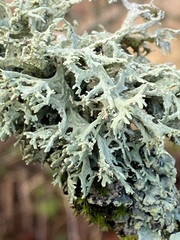 Evernia prunastri