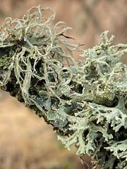Evernia prunastri