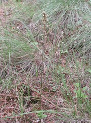 Sarcoglottis schaffneri